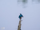 Kingfisher - Zimorodek
